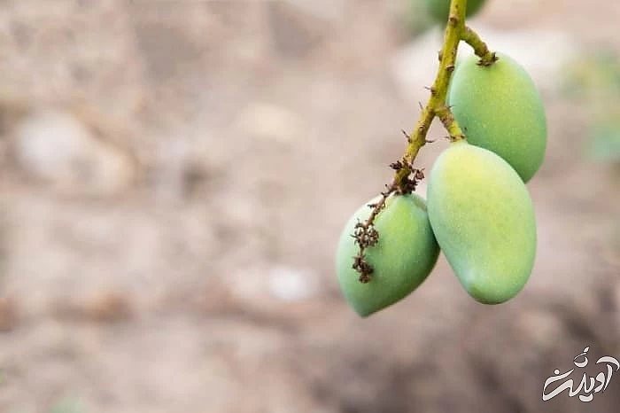 تنظیم سطح قند بدن با چغاله بادام مصرف چغاله بادام